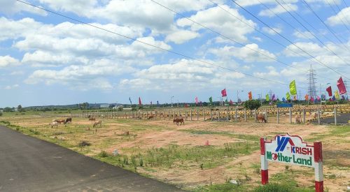 Mother Land Plot View