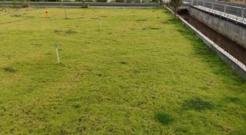the royal plots 5